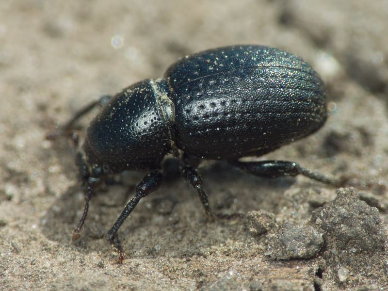 Psallidium maxillosum (Fabricius, 1792)